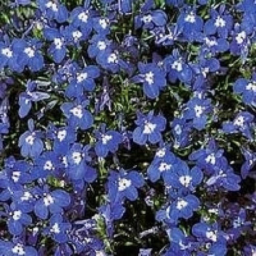 200 Lavender & White MRS CLIBRAN LOBELIA Erinus Flower Seeds