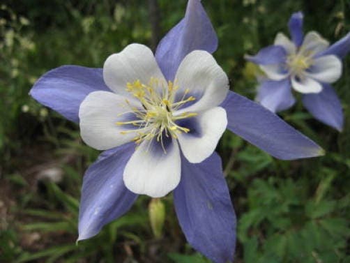 100 DWARF COLUMBINE MIX Aquilegia Vulgaris Mixed Colors Flower Seeds