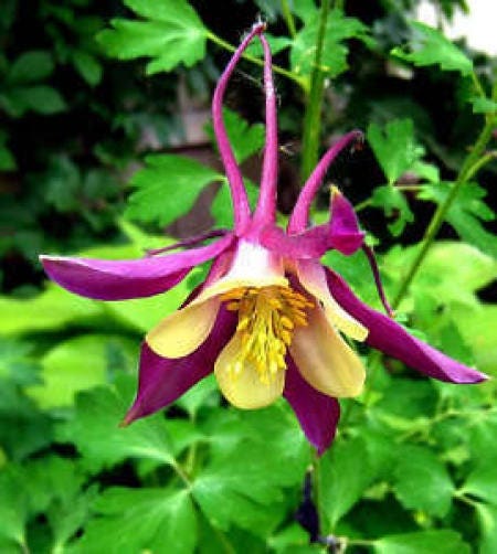 100 DWARF COLUMBINE MIX Aquilegia Vulgaris Mixed Colors Flower Seeds