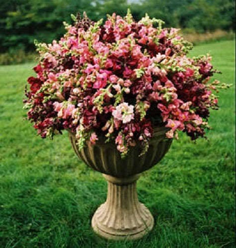 2000 Mixed MOROCCAN TOADFLAX / SNAPDRAGON Linaria Maroccana Flower Seeds