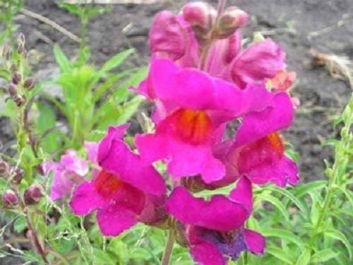 2000 Mixed MOROCCAN TOADFLAX / SNAPDRAGON Linaria Maroccana Flower Seeds