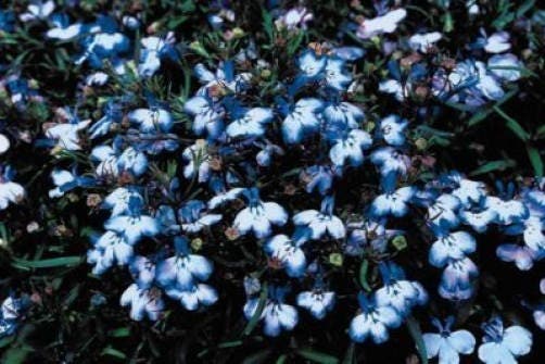 200 BLUE SPLASH LOBELIA Regatta Blue & White Erinus Flower Seeds