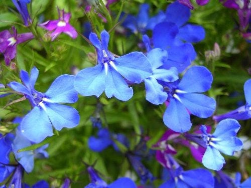 200 BLUE SPLASH LOBELIA Regatta Blue & White Erinus Flower Seeds
