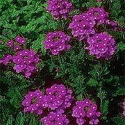 500 Purple HARDY MOSS VERBENA Tenuisecta Fragrant Flower Seeds