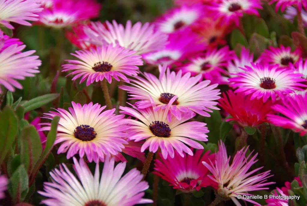 200 MIXED Colors ICE PLANT ( Mesembryanthemum Daisy / Livingstone Daisy ) Dorotheanthus Bellidiformis Flower Seeds