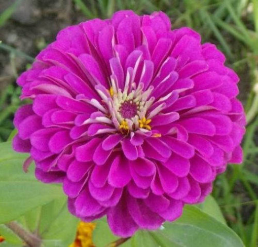 500 Mixed Colors CALIFORNIA GIANT ZINNIA Elegans Flower Seeds