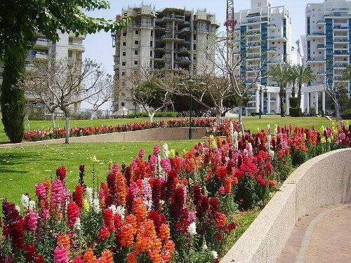 2000 SNAPDRAGON CORONA MIX Antirrhinum Majus Flower Seeds