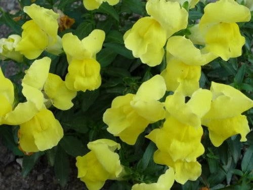 2000 SNAPDRAGON CORONA MIX Antirrhinum Majus Flower Seeds