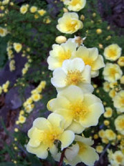 10 Golden Yellow FATHER HUGO ROSE Rosa Hugonis Flower Bush Shrub Seeds