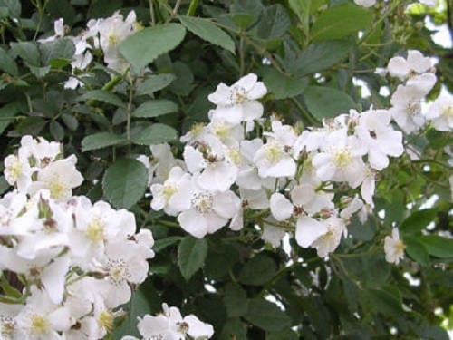 10 WHITE JAPANESE ROSE Rosa Rugosa Alba Bush Rugosa Rose Flower Seeds