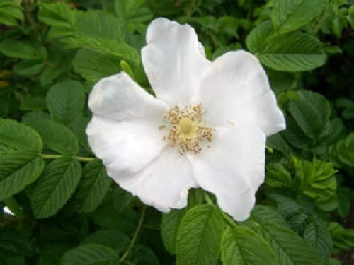 10 WHITE JAPANESE ROSE Rosa Rugosa Alba Bush Rugosa Rose Flower Seeds