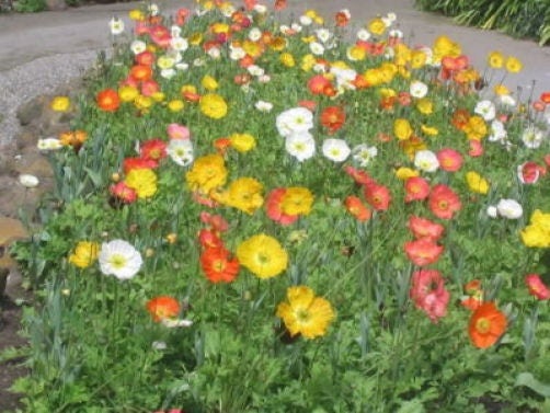 2500 ICELAND POPPY MIX Papaver Nudicaule Mixed Colors Flower Seeds