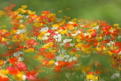 2500 ICELAND POPPY MIX Papaver Nudicaule Mixed Colors Flower Seeds
