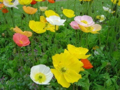 2500 ICELAND POPPY MIX Papaver Nudicaule Mixed Colors Flower Seeds