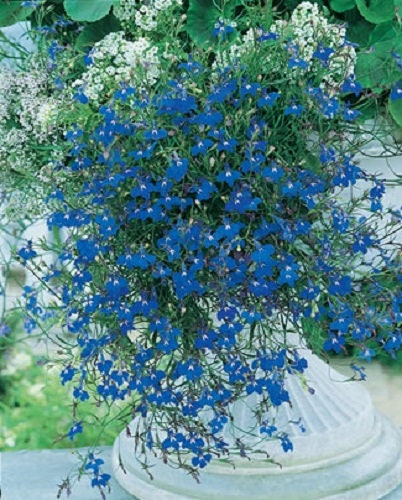 200 BLUE SAPPHIRE LOBELIA Erinus Trailing for Planters or Groundcover Flower Seeds