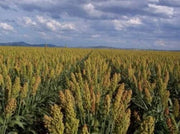 50 MENNONITE SORGHUM Sugar Cane Sorghum Bicolor Grain Vegetable Seeds