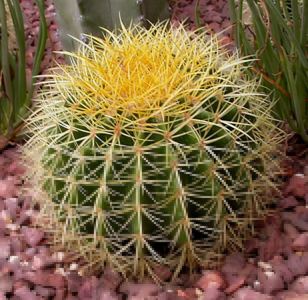 50 CACTUS MIX 'Finest Mixed' Succulent Flower Plant Seeds