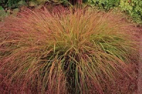 50 PHEASANT TAILS GRASS Feather Reed New Zealand Wind Stipa Arundinacea syn Anemanthele Lessoniana Ornamental Grass Seeds
