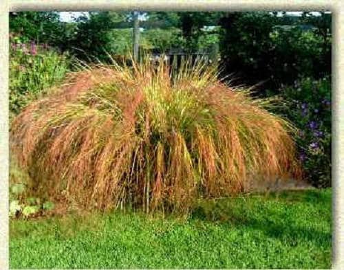 50 PHEASANT TAILS GRASS Feather Reed New Zealand Wind Stipa Arundinacea syn Anemanthele Lessoniana Ornamental Grass Seeds