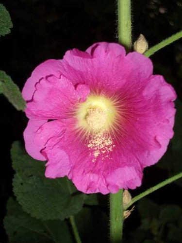 50 Mixed Colors HOLLYHOCK COUNTRY ROMANCE Mix Alcea Rosea Flower Seeds