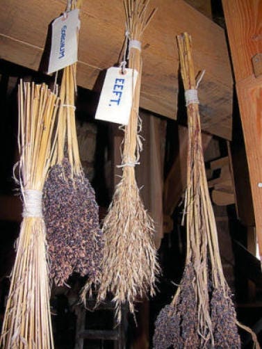 50 BROOMCORN Colored Uprights SORGHUM BICOLOR Mixed Colors Seeds