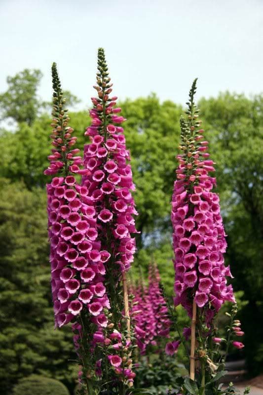 1000 FOXGLOVE EXCELSIOR MIX Digitalis Purpurea Mixed Colors Flower Seeds