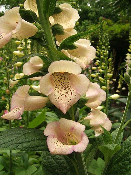1000 FOXGLOVE EXCELSIOR MIX Digitalis Purpurea Mixed Colors Flower Seeds