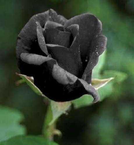 5 BLACK ROSE Rosa Bush Shrub Perennial Flower Seeds