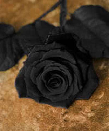 5 BLACK ROSE Rosa Bush Shrub Perennial Flower Seeds