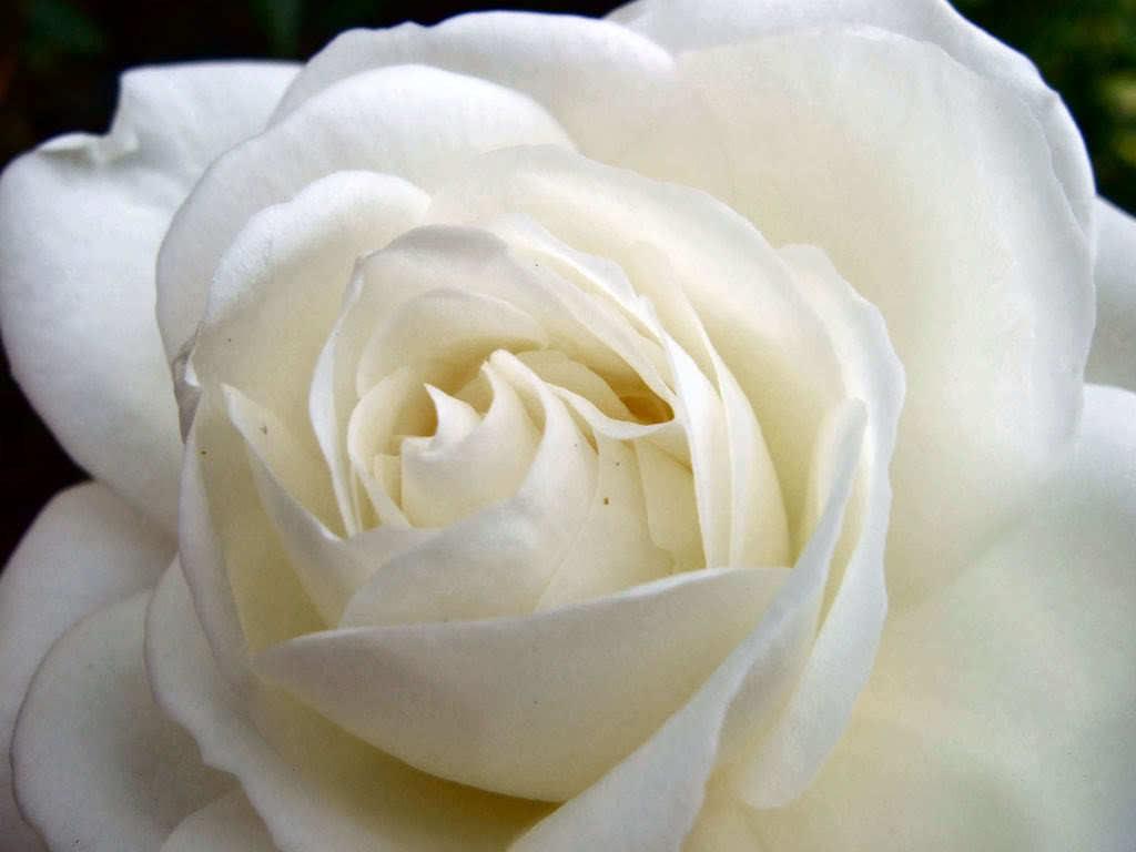 5 WHITE ROSE Rosa Bush Shrub Perennial Flower Seeds
