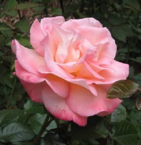 5 PINK ROSE Rosa Bush Shrub Perennial Flower Seeds