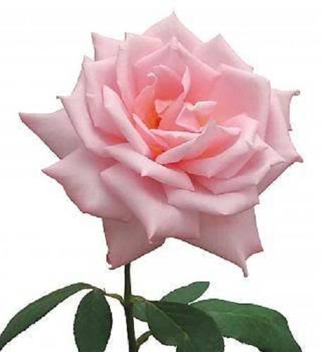 5 PINK ROSE Rosa Bush Shrub Perennial Flower Seeds