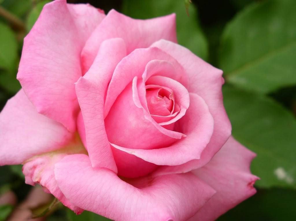 5 PINK ROSE Rosa Bush Shrub Perennial Flower Seeds