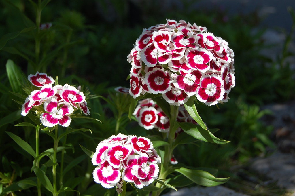 50 HOLBORN GLORY DIANTHUS Barbatus Red & White Sweet William Flower Seeds