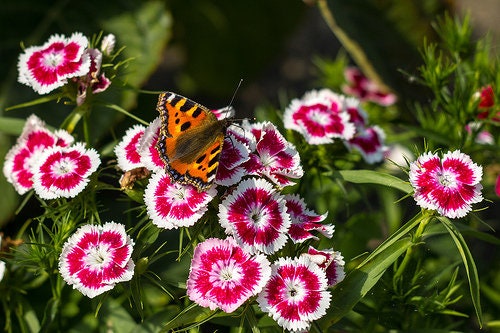 50 HOLBORN GLORY DIANTHUS Barbatus Red & White Sweet William Flower Seeds