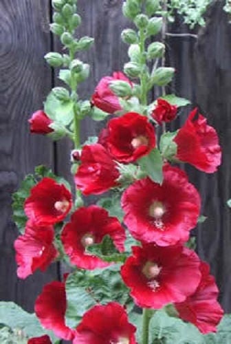 25 MAROON RED HOLLYHOCK Alcea Rosea Flower Seeds Perennial