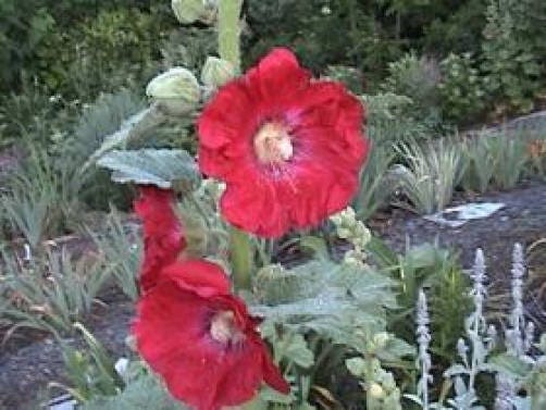 25 DARK RED HOLLYHOCK Alcea Rosea Flower Seeds Perennial