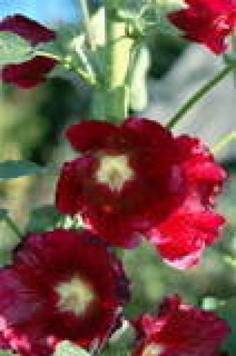 25 DARK RED HOLLYHOCK Alcea Rosea Flower Seeds Perennial