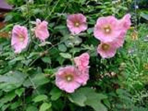 25 PALE PINK HOLLYHOCK Light Alcea Rosea Flower Seeds Perennial