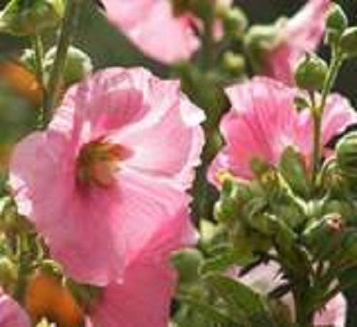 25 PALE PINK HOLLYHOCK Light Alcea Rosea Flower Seeds Perennial