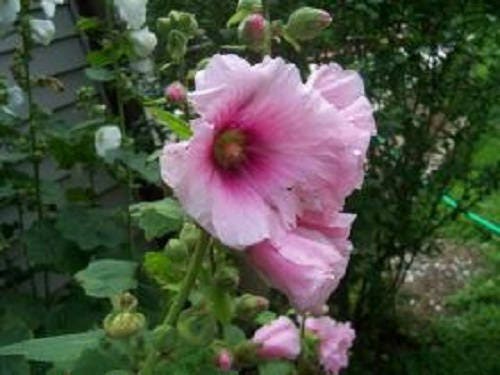 25 PALE PINK HOLLYHOCK Light Alcea Rosea Flower Seeds Perennial