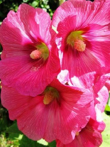 25 BRIGHT PINK HOLLYHOCK Alcea Rosea Flower Seeds Perennial