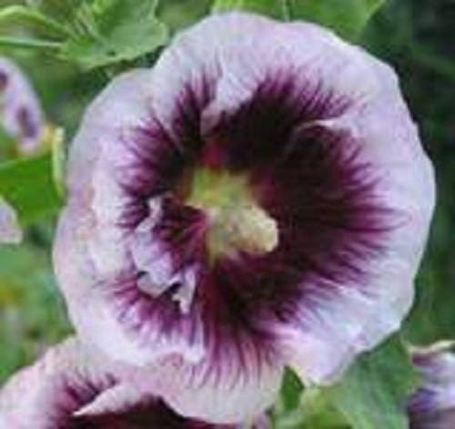25 LAVENDER & PURPLE HOLLYHOCK Alcea Rosea Flower Seeds
