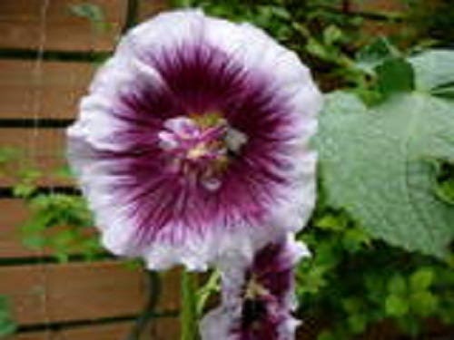 25 LAVENDER & PURPLE HOLLYHOCK Alcea Rosea Flower Seeds