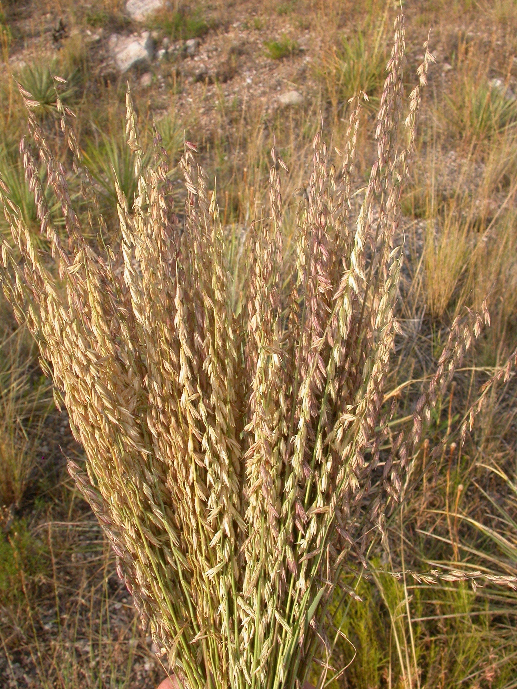 100 MESQUITE / SIDEOATS GRASS Ornamental Bouteloua Curtipendula Seeds
