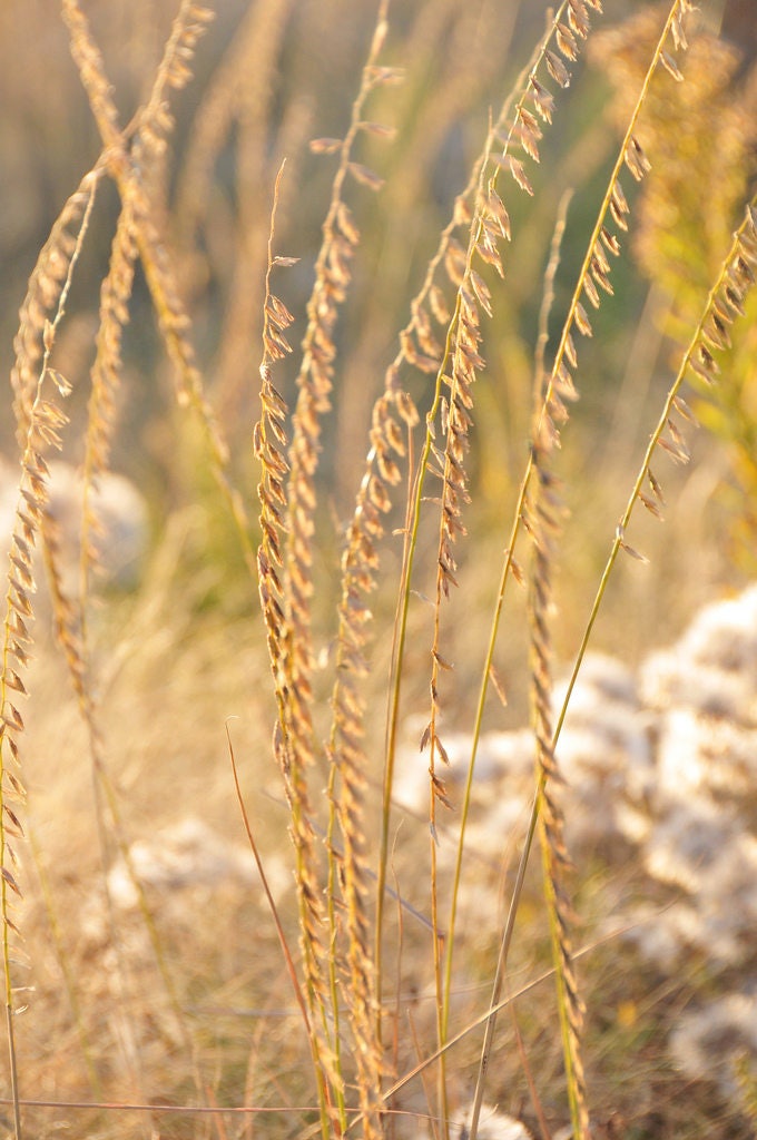 100 MESQUITE / SIDEOATS GRASS Ornamental Bouteloua Curtipendula Seeds