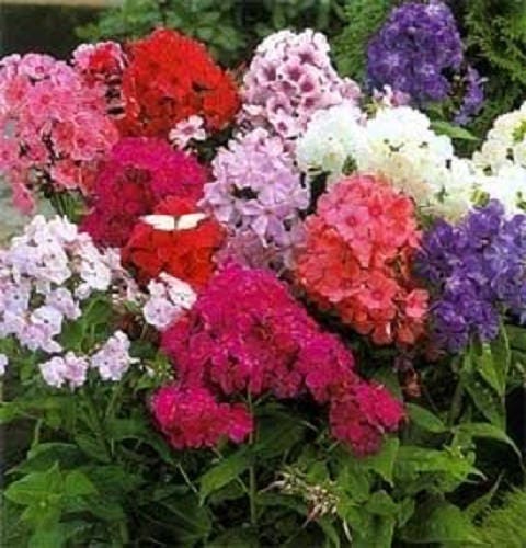 100 Mixed Colors DRUMMOND PHLOX MIX Pink, Red, & White Phlox Drummondii Flower Seeds