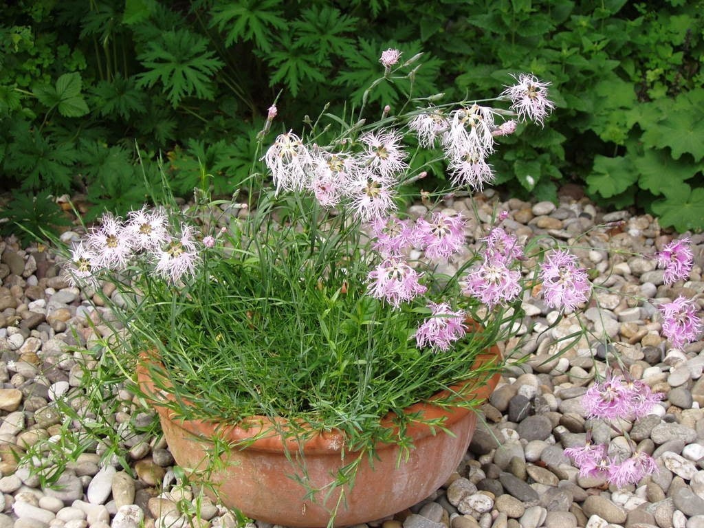 1000 FRINGED PINKS DIANTHUS Superbus Flower Seeds