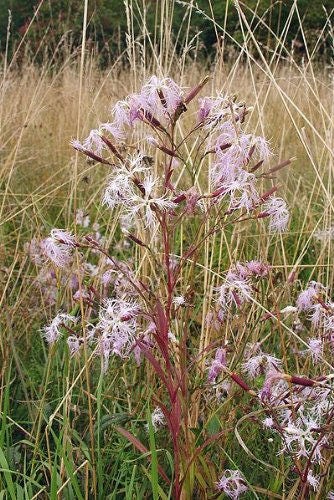 1000 FRINGED PINKS DIANTHUS Superbus Flower Seeds
