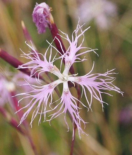 1000 FRINGED PINKS DIANTHUS Superbus Flower Seeds